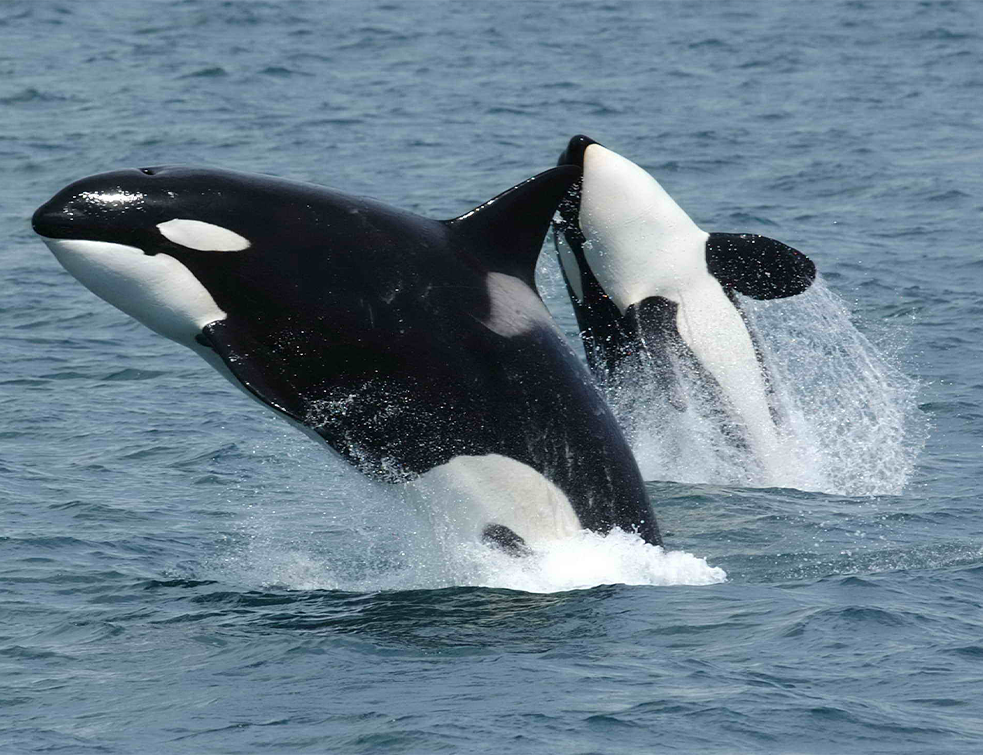 Sećate li se orke koja 17 dana nije mogla da se odvoji od mrtvog mladunčeta? SADA OČEKUJE PRINOVU (FOTO)